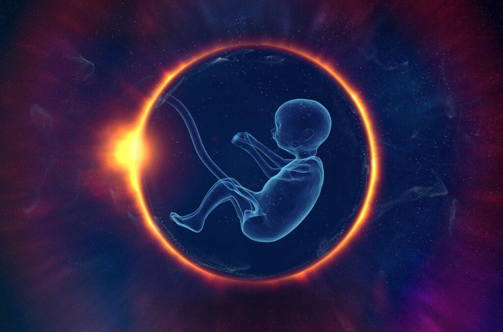 baby in embryo