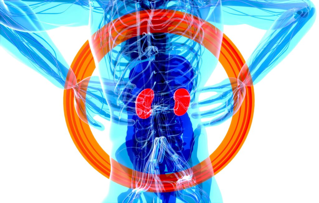 Kidneys for Organ Donation Argument